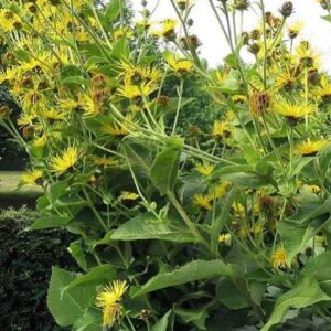 Inula helenium
