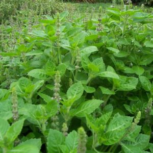 Ocimum sanctum «Rama»