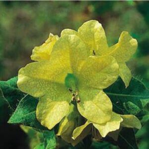 Hyoscyamus niger var. pallidus