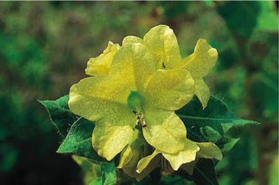 Hyoscyamus niger var. pallidus