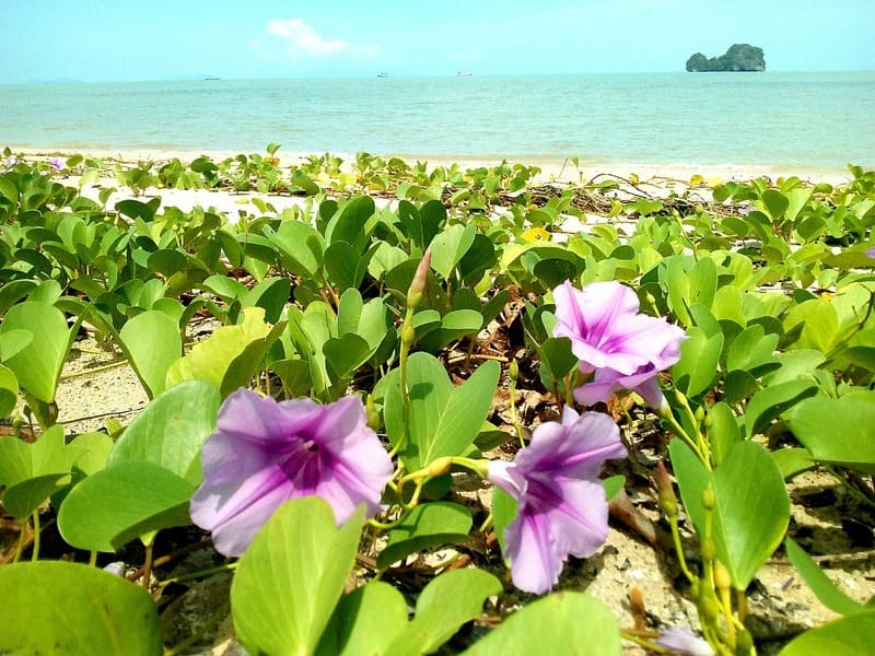 Ipomoea pes-caprae