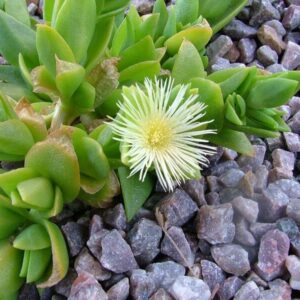 Sceletium tortuosum