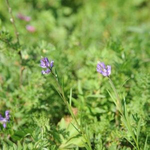 Polygala tenuifolia