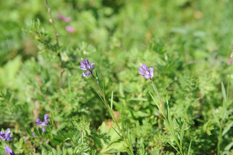 Polygala tenuifolia