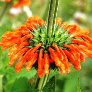 Leonotis nepetifolia