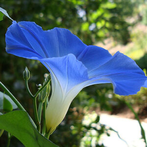 Ipomoea violacea