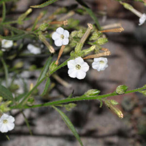 Nicotiana attenuata