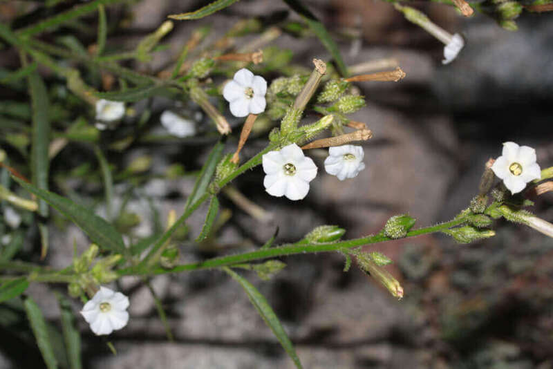 Nicotiana attenuata