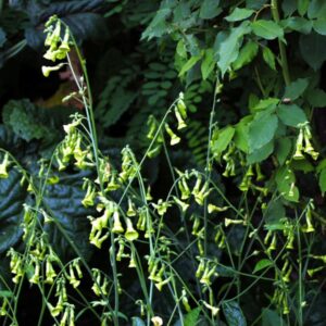Nicotiana langsdorffii