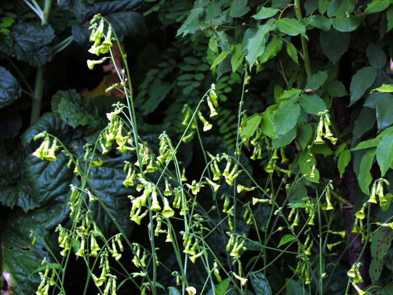 Nicotiana langsdorffii