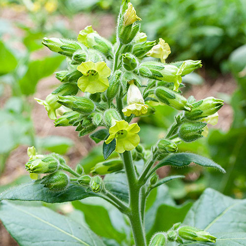 Nicotiana rustica