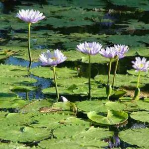 Nymphaea caerulea