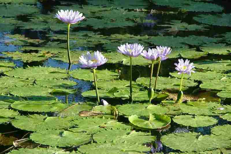 Nymphaea caerulea