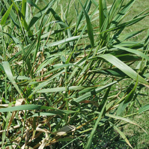 Phalaris arundinacea