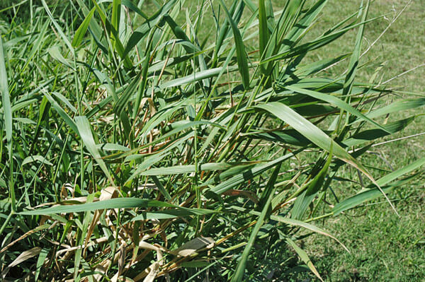 Phalaris arundinacea