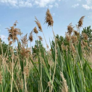 Phragmites australis