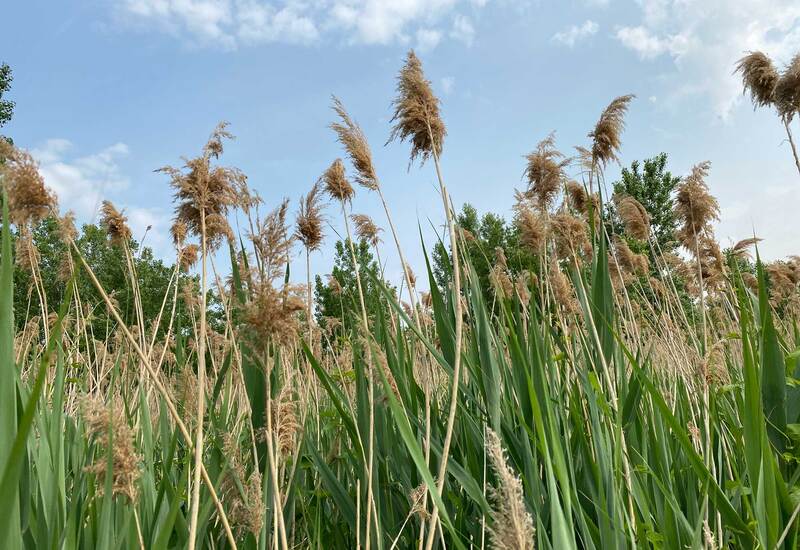Phragmites australis