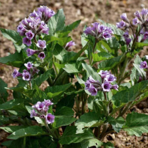 Physochlaina orientalis