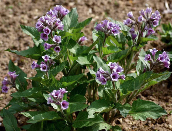 Physochlaina orientalis