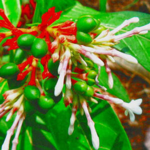 Rauvolfia serpentina