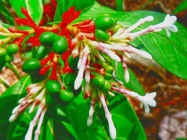 Rauvolfia serpentina