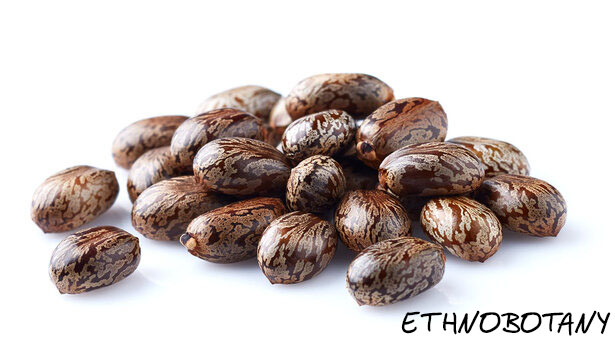 Ricinus communis — изображение 2