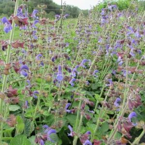 Salvia miltiorrhiza