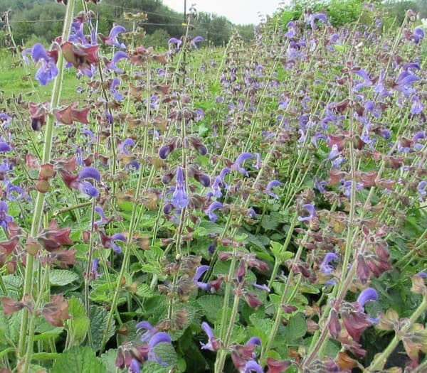 Salvia miltiorrhiza