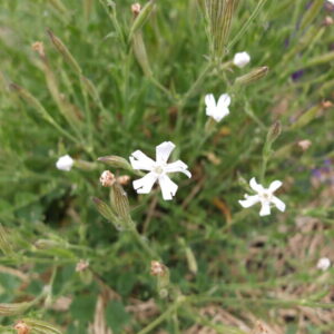 Silene capensis