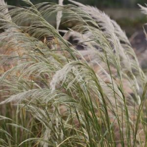 Stipa robusta