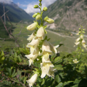 Digitalis ciliata
