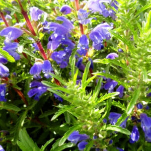 Dracocephalum moldavica