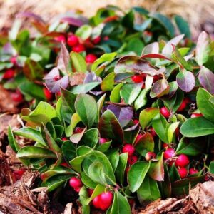 Gaultheria procumbens