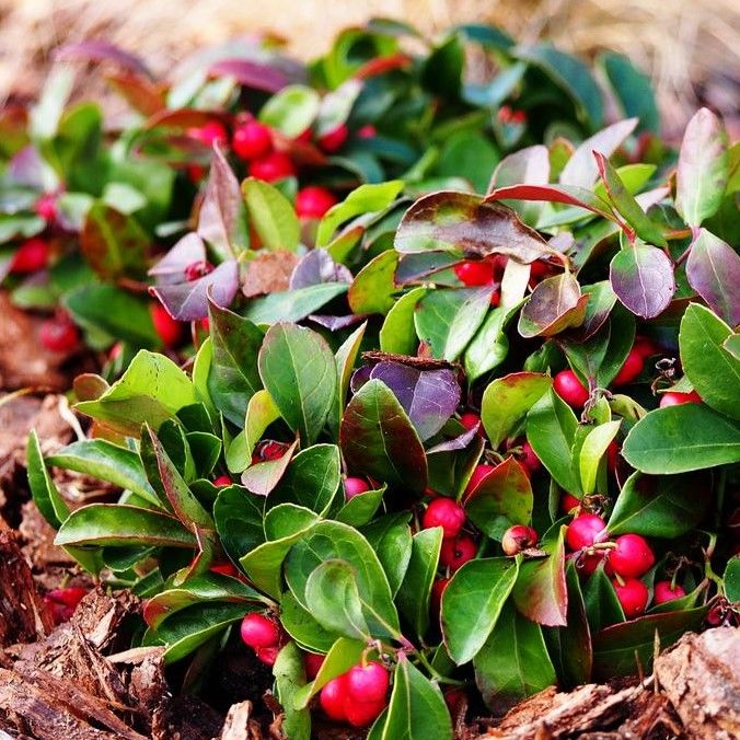 Gaultheria procumbens