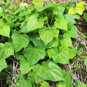 Menispermum dauricum