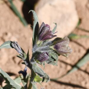 Hyoscyamus reticulatus