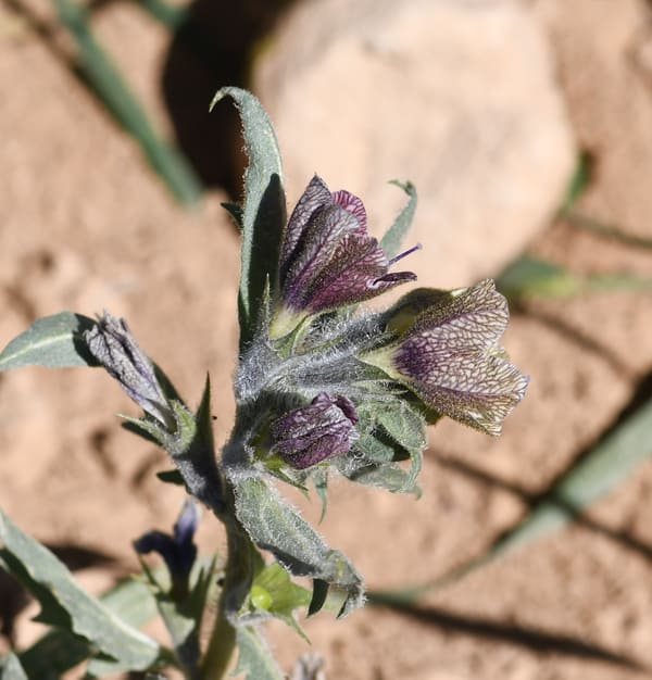 Hyoscyamus reticulatus