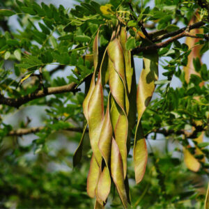 Gleditsia triacanthos