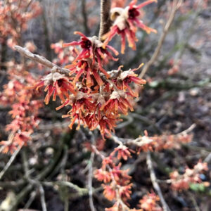Hamamelis vernalis