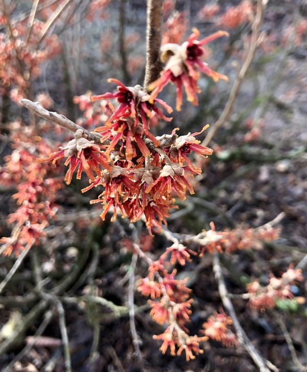 Hamamelis vernalis